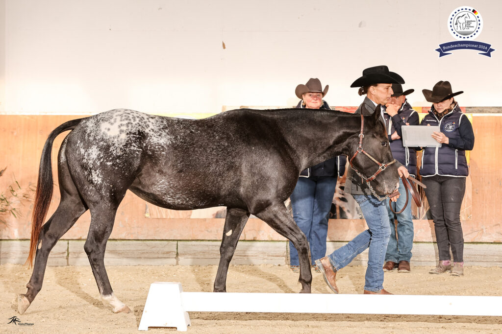 Paulinenhof Appaloosa