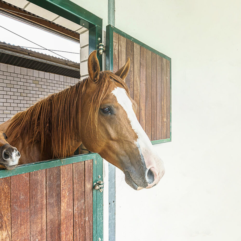 Paulinenhof Appaloosa Ranch