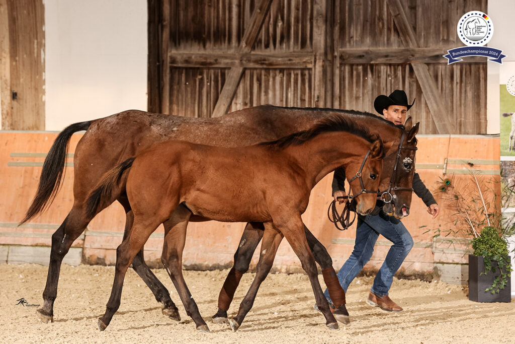 Paulinenhof Appaloosa Zucht