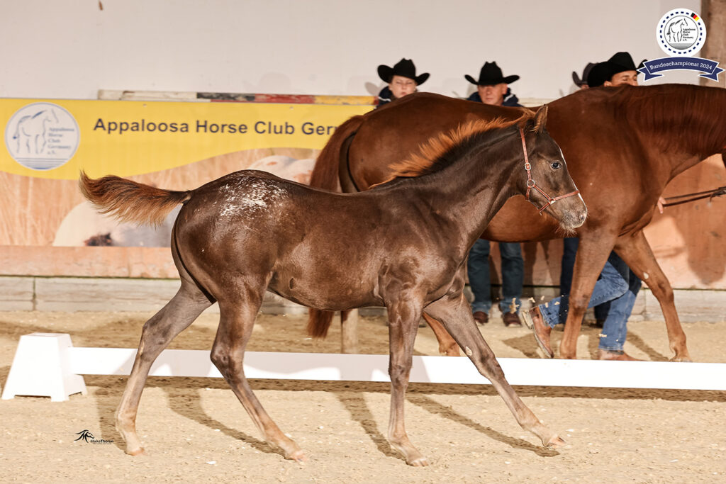 Paulinenhof Appaloosa Zucht