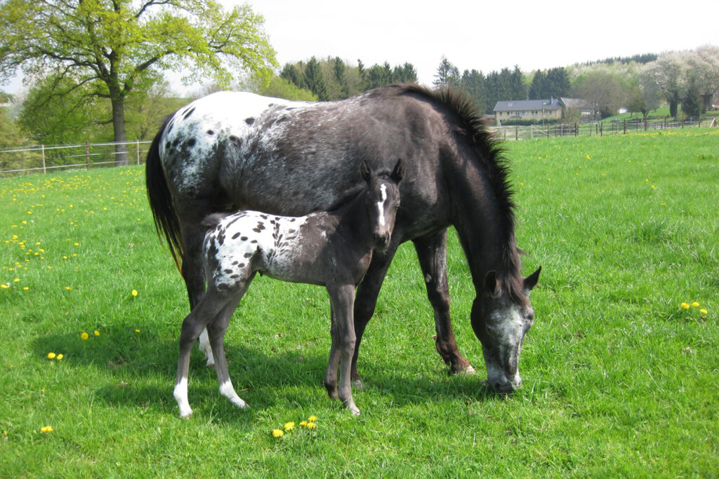 Paulinenhof Appaloosa Zucht