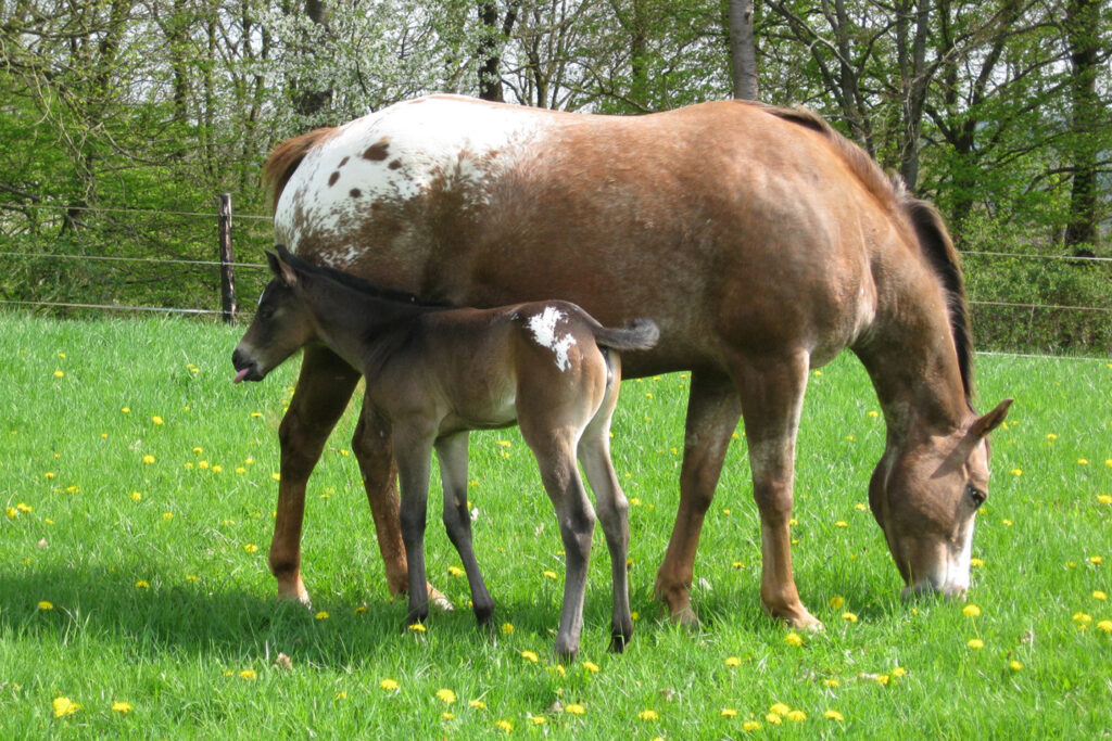 Paulinenhof Appaloosa Zucht